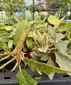 Philodendron Ring of Fire Live Plant – Rare Variegated Houseplant – Tropical Aroid - Image 2