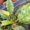 Philodendron Ring of Fire Live Plant – Rare Variegated Houseplant – Tropical Aroid - Image 1