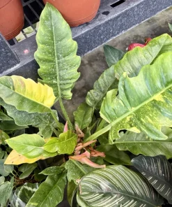 Philodendron Ring of Fire Live Plant – Rare Variegated Houseplant – Tropical Aroid - Image 1