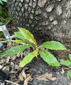 Philodendron Ring of Fire Variegated Live Plant - Indoor Houseplant - Image 2