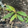 Philodendron Ring of Fire Variegated Live Plant - Indoor Houseplant - Image 1