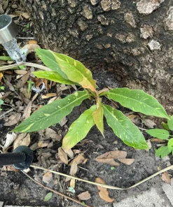 Philodendron Ring of Fire Variegated Live Plant - Indoor Houseplant - Image 1