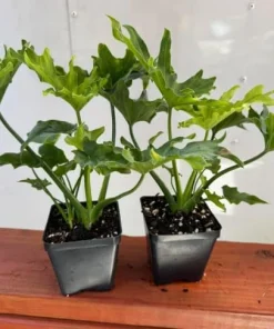 Philodendron Selloum Live Plants, Set of 2, 4-8 Inch Tall, Tropical Foliage Houseplants - Image 2