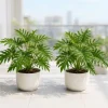 Philodendron Selloum Live Plants, Set of 2, 4-8 Inch Tall, Tropical Foliage Houseplants - Image 1