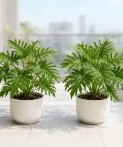 Philodendron Selloum Live Plants, Set of 2, 4-8 Inch Tall, Tropical Foliage Houseplants - Image 1
