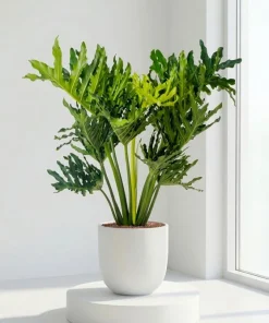Philodendron Selloum Live Plants, Set of 2, 4-8 Inch Tall, Tropical Foliage Houseplants - Image 3