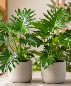 Philodendron Selloum Live Plants, Set of 2, 4-8 Inch Tall, Tropical Foliage Houseplants - Image 4