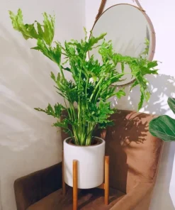 Philodendron Selloum Live Plants, Set of 2, 4-8 Inch Tall, Tropical Foliage Houseplants - Image 5