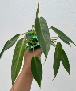 Philodendron Spiritus Sancti Live Plant - Ultra Rare Climbing Aroid Houseplant - Image 2