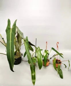 Philodendron Spiritus Sancti Live Plant - Ultra Rare Climbing Aroid Houseplant - Image 3