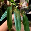 Philodendron Spiritus Sancti Live Plant - Ultra Rare Climbing Aroid Houseplant - Image 1