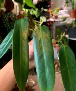 Philodendron Spiritus Sancti Live Plant - Ultra Rare Climbing Aroid Houseplant - Image 1