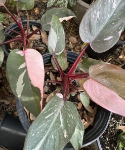 Philodendron Strawberry Shake Live Plant - Rare Aroid Houseplant - Image 2
