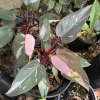 Philodendron Strawberry Shake Live Plant - Rare Aroid Houseplant - Image 1