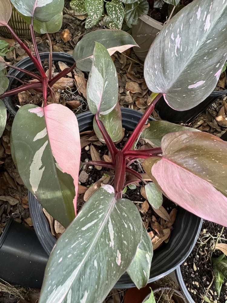 Philodendron Strawberry Shake Live Plant - Rare Variegated Indoor Aroid - Image 2