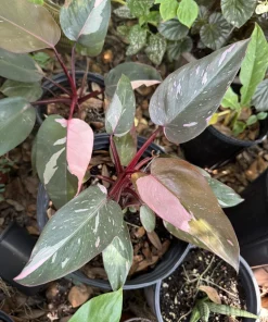 Philodendron Strawberry Shake Live Plant - Rare Variegated Indoor Aroid - Image 1