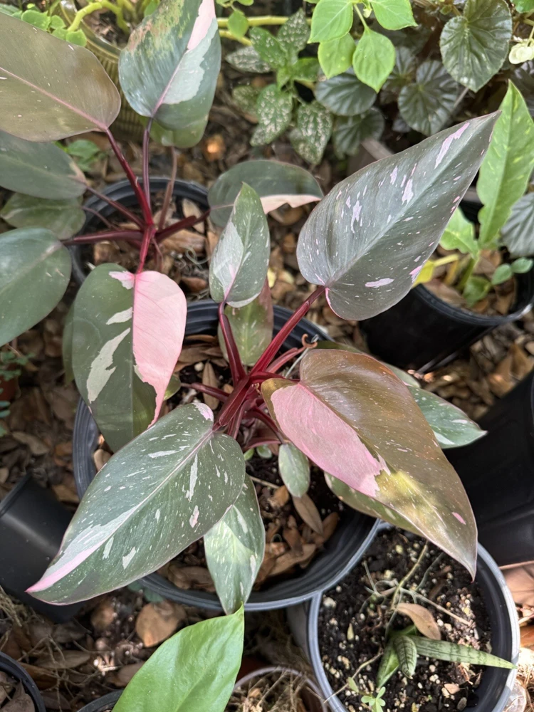 Philodendron Strawberry Shake Live Plant - Rare Variegated Indoor Aroid - Image 1