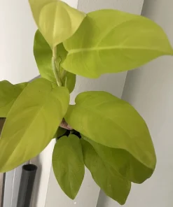 Philodendron Sunrise Live Plant – Potted Houseplant – Vibrant Foliage - Image 1
