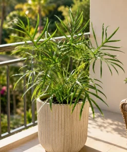 Philodendron Tortum Live Plant 4-6 Inch Tall Tropical Houseplant - Image 2