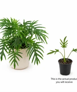 Philodendron Tortum Live Plant 4-6 Inch Tall Tropical Houseplant - Image 3
