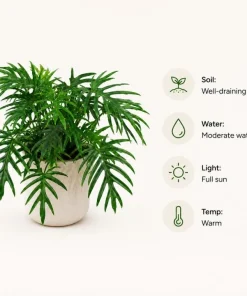 Philodendron Tortum Live Plant 4-6 Inch Tall Tropical Houseplant - Image 4