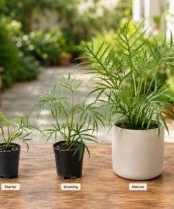Philodendron Tortum Live Plant 4-6 Inch Tall Tropical Houseplant - Image 6
