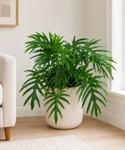 Philodendron Tortum Live Plant 4-6 Inch Tall Tropical Houseplant - Image 1
