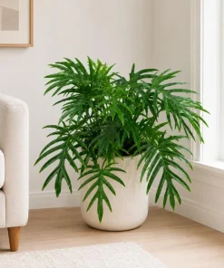 Philodendron Tortum Live Plant – 4-6 Inches Tall, Tropical Foliage, Unpotted - Image 2