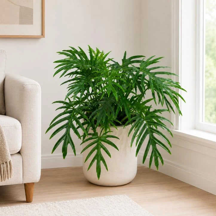 Philodendron Tortum Live Plant – 4-6 Inches Tall, Tropical Foliage, Unpotted - Image 2