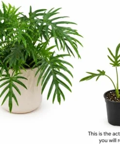 Philodendron Tortum Live Plant – 4-6 Inches Tall, Tropical Foliage, Unpotted - Image 3