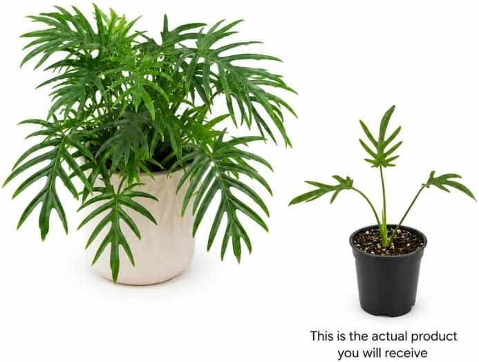 Philodendron Tortum Live Plant – 4-6 Inches Tall, Tropical Foliage, Unpotted - Image 3