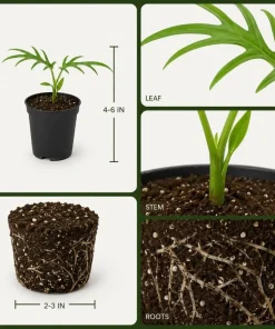 Philodendron Tortum Live Plant – 4-6 Inches Tall, Tropical Foliage, Unpotted - Image 4