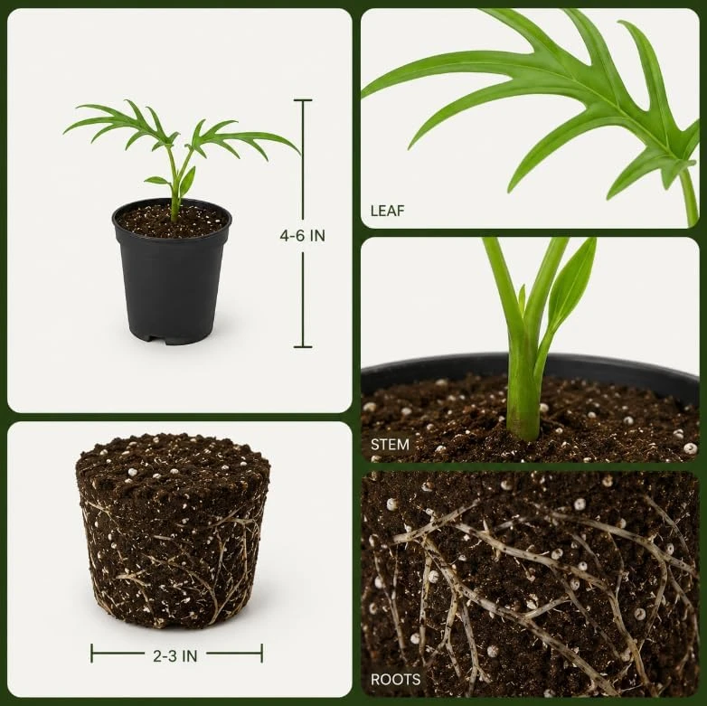 Philodendron Tortum Live Plant – 4-6 Inches Tall, Tropical Foliage, Unpotted - Image 4