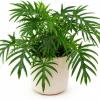Philodendron Tortum Live Plant – 4-6 Inches Tall, Tropical Foliage, Unpotted - Image 1