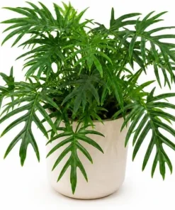 Philodendron Tortum Live Plant – 4-6 Inches Tall, Tropical Foliage, Unpotted - Image 1