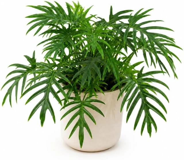 Philodendron Tortum Live Plant – 4-6 Inches Tall, Tropical Foliage, Unpotted - Image 1