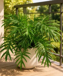 Philodendron Tortum Live Plant – 4-6 Inches Tall, Tropical Foliage, Unpotted - Image 5