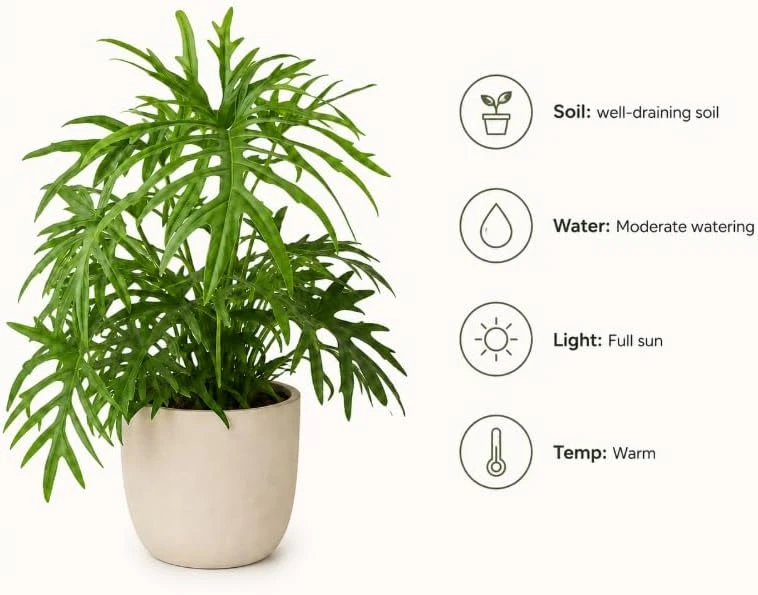 Philodendron Tortum Live Plant – 4-6 Inches Tall, Tropical Foliage, Unpotted - Image 6