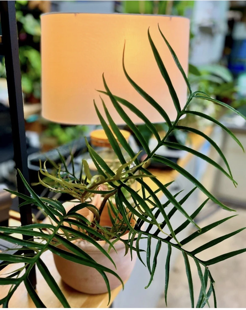 Philodendron Tortum Live Plant - Rare Aroid Houseplant for Indoor Decor - Image 2