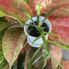 Philodendron Tortum Live Plant – Rare Tropical Split Leaf Houseplant – Indoor - Image 1