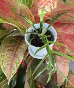 Philodendron Tortum Live Plant – Rare Tropical Split Leaf Houseplant – Indoor - Image 1