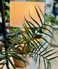 Philodendron Tortum Live Plant - Rare Tropical Split Leaf Houseplant - Image 2