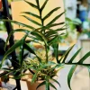 Philodendron Tortum Live Plant - Rare Tropical Split Leaf Houseplant - Image 1