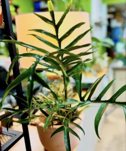 Philodendron Tortum Live Plant - Rare Tropical Split Leaf Houseplant - Image 1