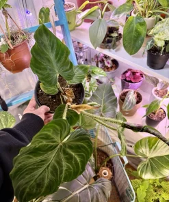 Philodendron Verrucosum Live Plant - Exotic Indoor Houseplant - Image 2