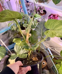 Philodendron Verrucosum Live Plant - Exotic Indoor Houseplant - Image 3