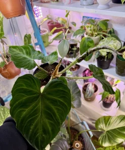 Philodendron Verrucosum Live Plant - Exotic Indoor Houseplant - Image 4