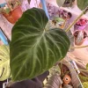 Philodendron Verrucosum Live Plant - Exotic Indoor Houseplant - Image 1