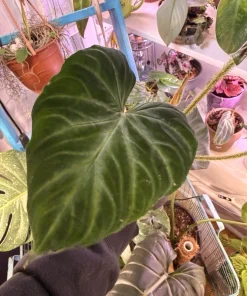 Philodendron Verrucosum Live Plant - Exotic Indoor Houseplant - Image 1