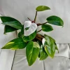 Philodendron White Princess Live Plant - Potted Houseplant - Image 1